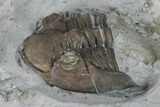 Greenops Trilobite - Arkona, Ontario #164404-7
